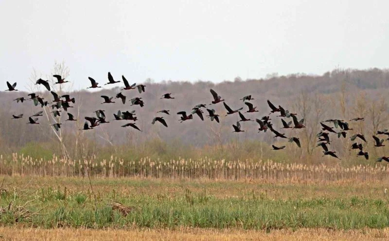 200 türden fazla göçmen kuşa ev sahipliği yapan longozda ilkbahar göçü
