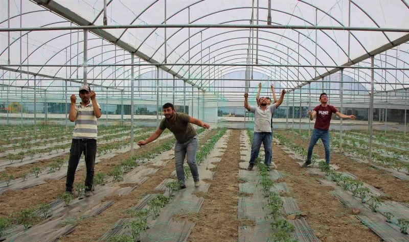Amasya’da kışın çöken seralarda artık yüzler gülüyor: İlk fideler dikildi
