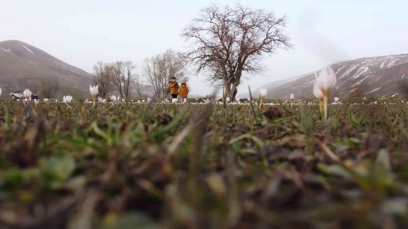 Bitlis’te baharın müjdecisi kardelenler çiçek açtı
