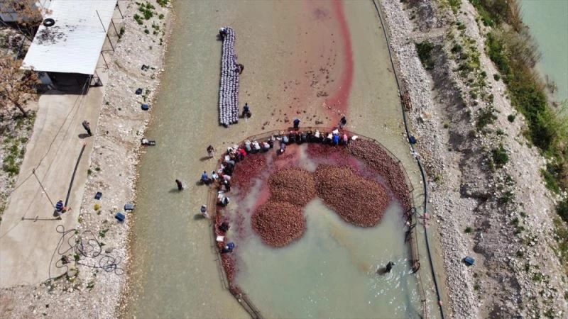 Hasadı tamamlanan tescilli turp üreticisini sevindirdi