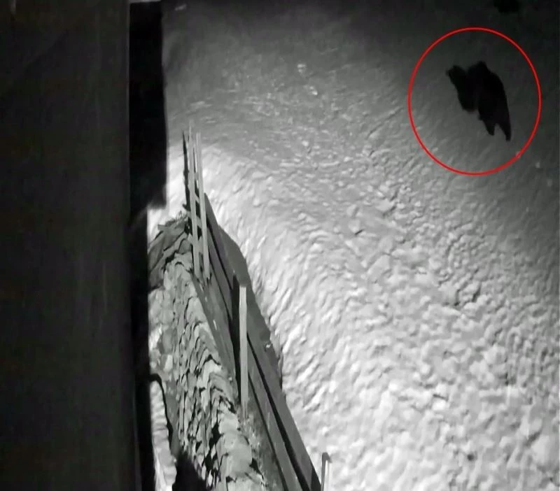 Kış uykusundan uyanan ayı kamerada
