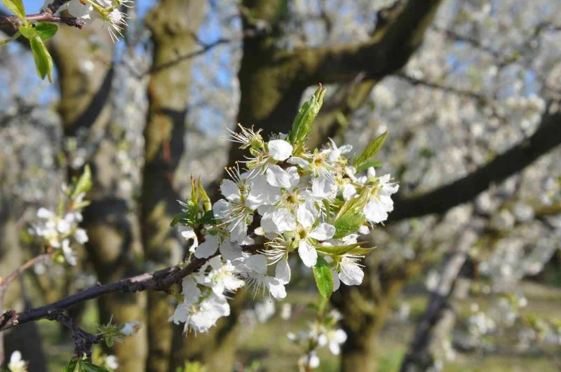 Burdur’da erik ve şeftaliler çiçek açtı
