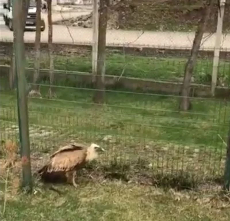 Elazığ’da yaralı akbaba tedavi altına alındı
