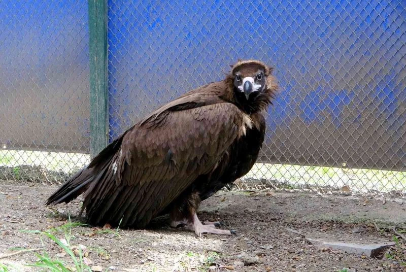 Tedavisi tamamlanan kara akbaba doğaya salındı
