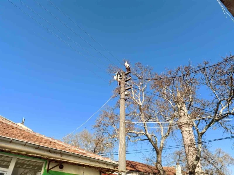 Tele takılan leyleğe itfaiye yardım eli uzattı
