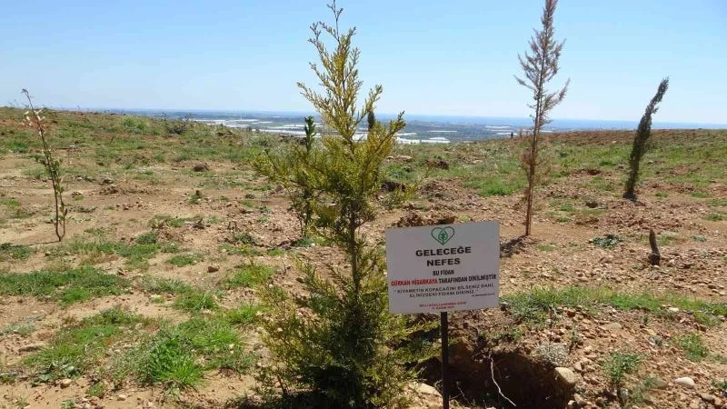 Manavgat’ta yanan ormanların yüzde 70’i ağaçlandırıldı
