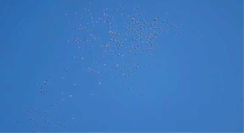 Leylek sürülerinin geçişi sürüyor
