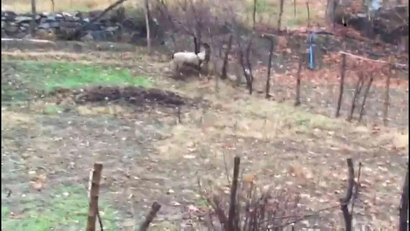 Tellere takılan dağ keçisi kurtarıldı
