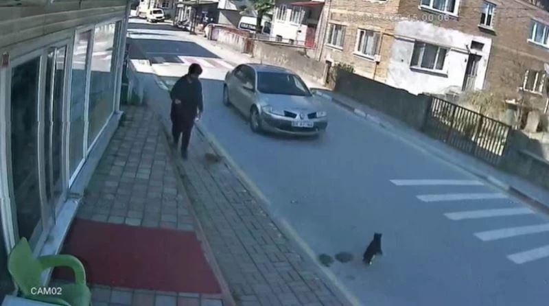 Sokak kedisine çarpıp kaçan sürücüye 2 bin TL ceza
