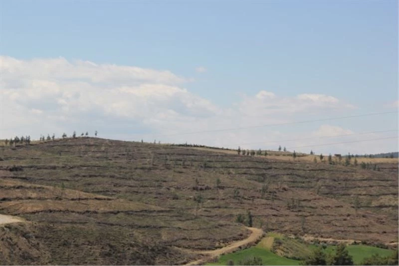 Adana’da yanan alanlar yeniden yeşeriyor
