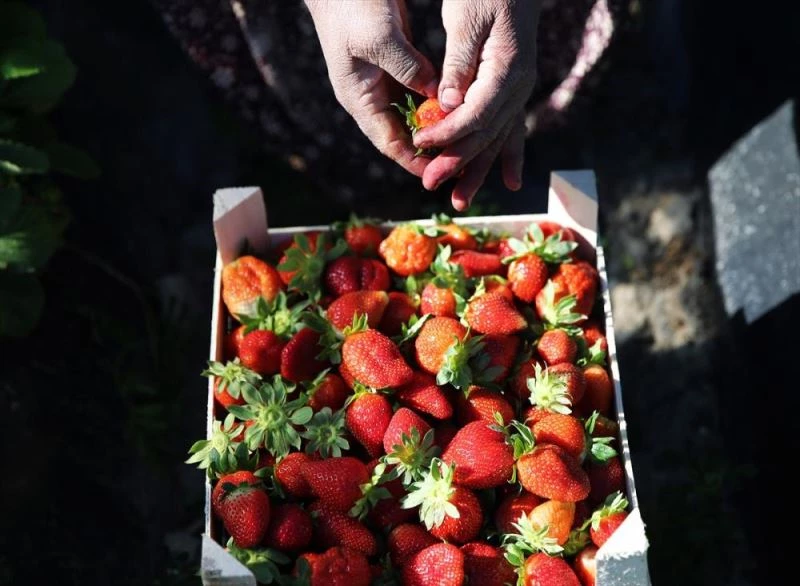 Tescilli Silifke çileğinde 80 bin ton rekolte hedefleniyor
