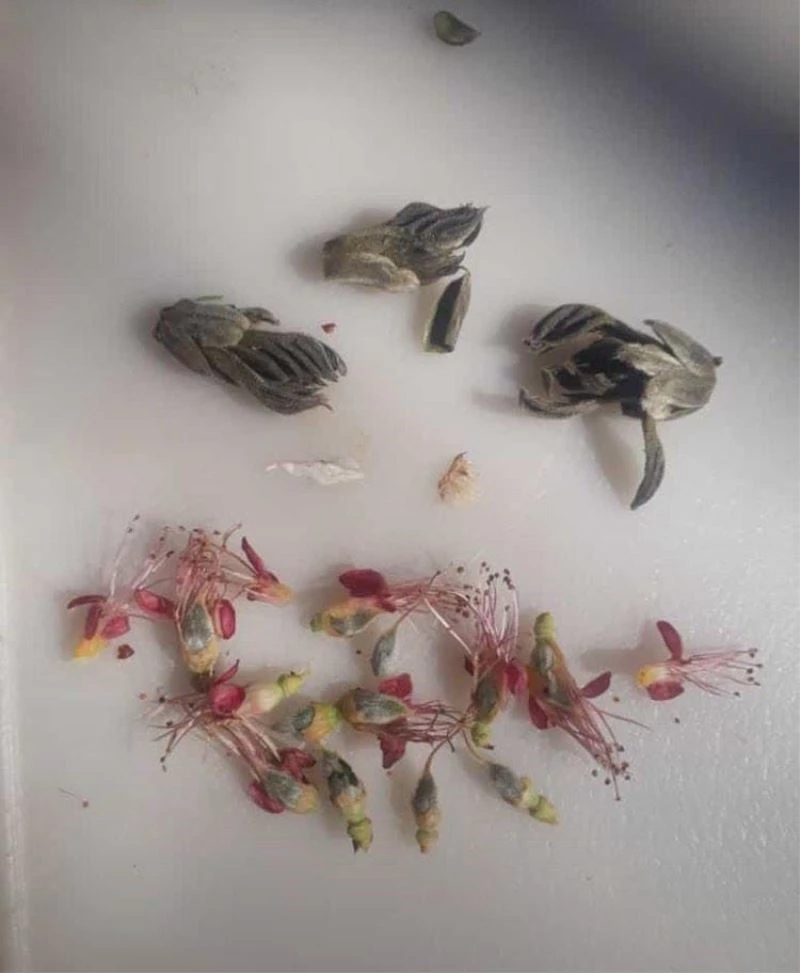 Elazığ’da çiçek açan kaysı ağaçlarını don vurdu
