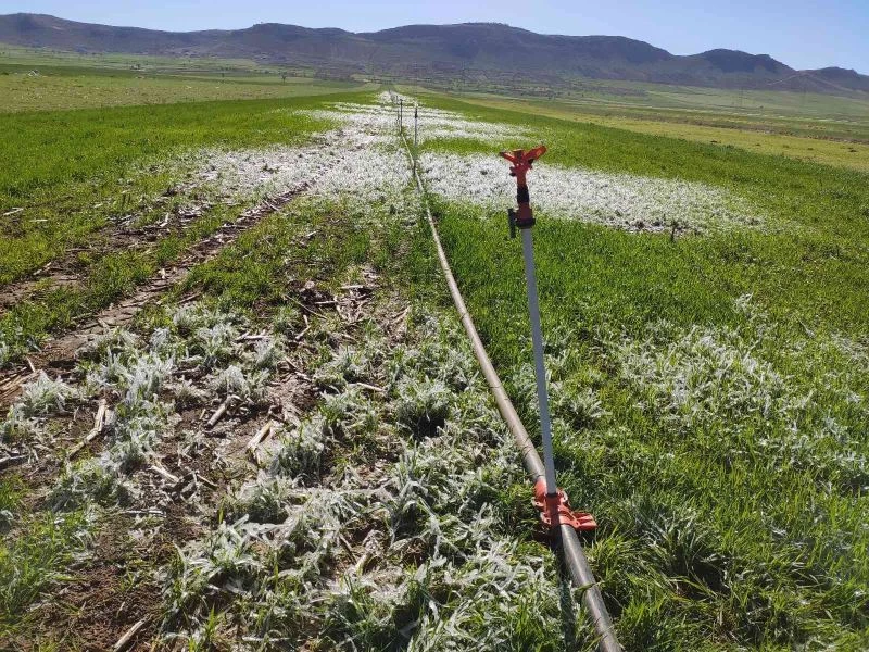 Mardin’de Nisan ayında sulanan araziler buz tuttu
