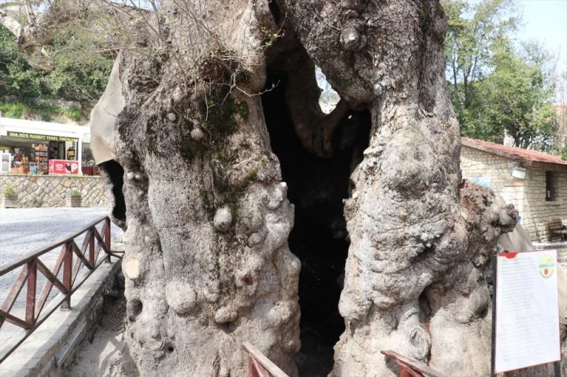 Tarihin canlı tanığı 2 bin yıllık 