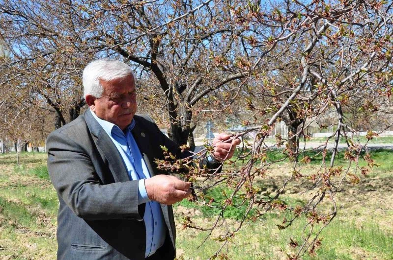 Elbistan’da kayısıyı zirai don vurdu
