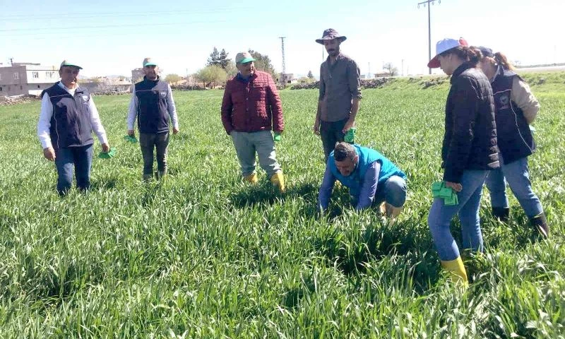 Araban Ovası’nda süne ile biyolojik mücadele başlatıldı
