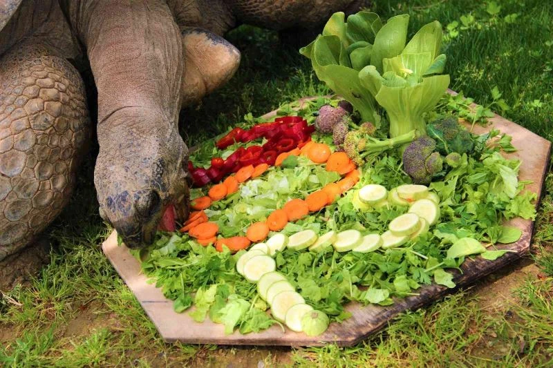 Devasa kaplumbağaya 102. yaş sürprizi
