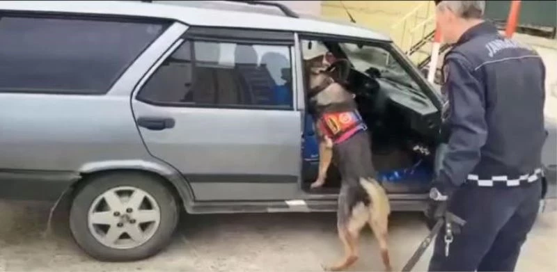 Uyuşturucu zulasını narkotik köpeği buldu
