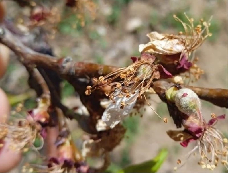 Başkan Çiçek, “Kayısıdaki don rekolteyi etkileyecek”
