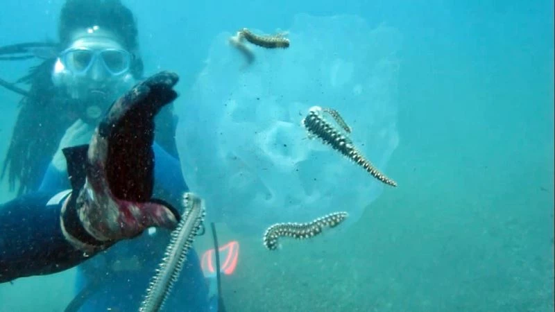 Binlercesi kıyıya vurmuştu, bu sefer çıyanlara yem olurken görüntülendiler
