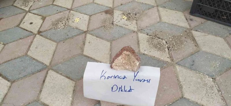 Elazığ’da yürekleri ısıtan görüntü: Karıncalar ezilmesin diye kaldırıma not bıraktı
