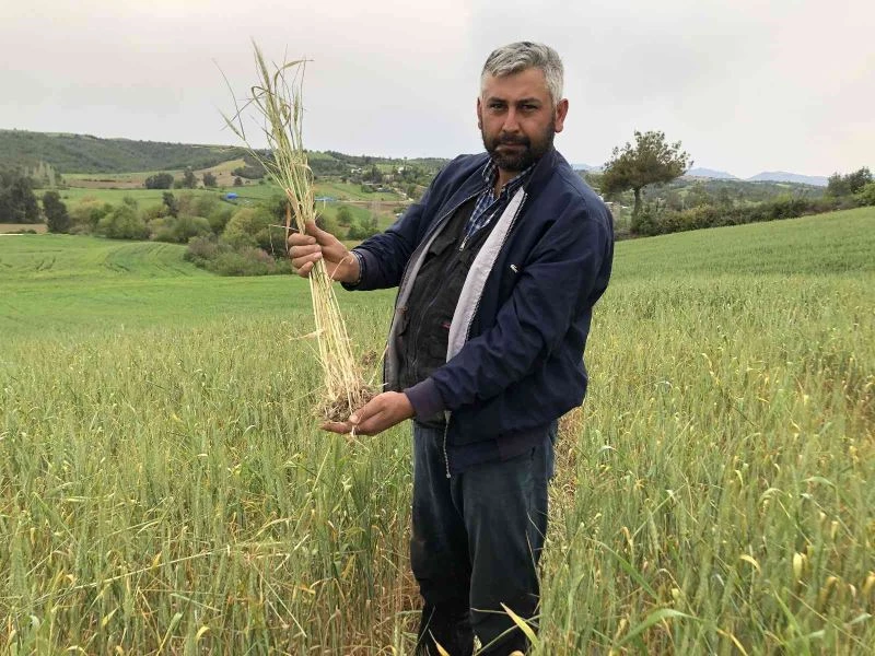 Kuraklık buğday üreticisine 30 yıl sonra tarla sulattı
