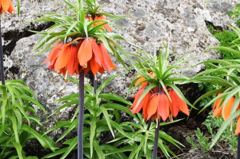 Bu çiçeği koparan, araba fiyatı kadar ceza ödüyor
