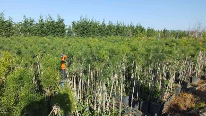 Burhaniye fıstıkçamı üretim merkezi haline geldi
