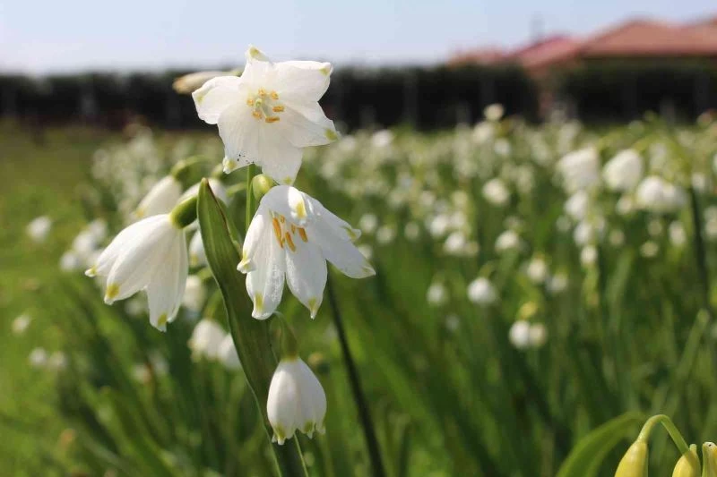 1 tanesini izinsiz koparana, 1 otomobil fiyatında ceza kesiliyor
