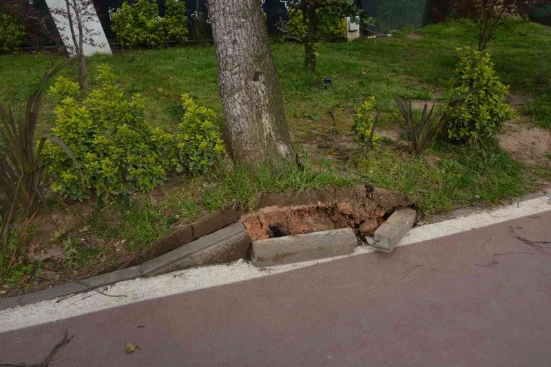 Fırtına ağaçları kökünden söktü
