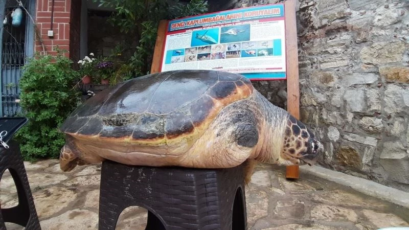 Aydın’da yavru sansar yaşama tutundu

