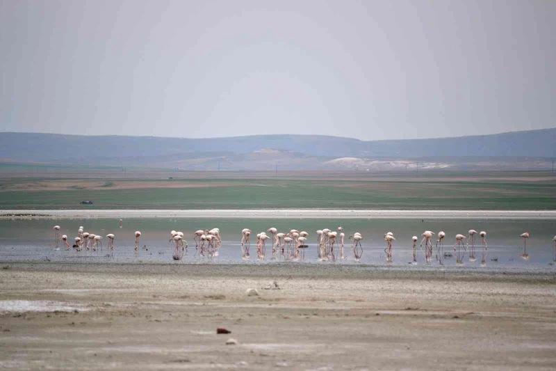 Düden Gölü’ne flamingolar gelmeye başladı
