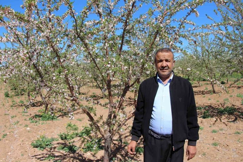 Şanlıurfalı çiftçinin yüzü badem geliriyle güldü
