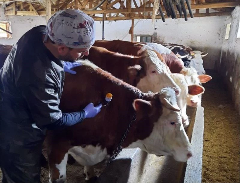 Yozgat’ta 150 bin büyükbaş hayvana şap aşısı yapılıyor
