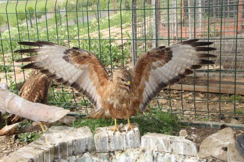 Şırnak’ta yeşilbaşlı ördek ve balaban kuşu tedavilerinin ardından doğaya bırakıldı
