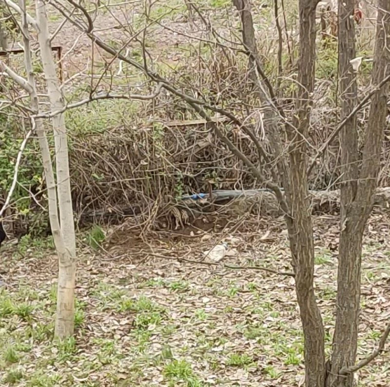 Tunceli’de yaban domuzu evin bahçesinde yavruladı
