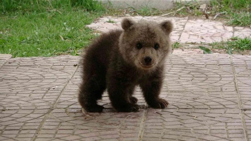 Sevimli ayı yavrusuna bebek gibi bakıyorlar
