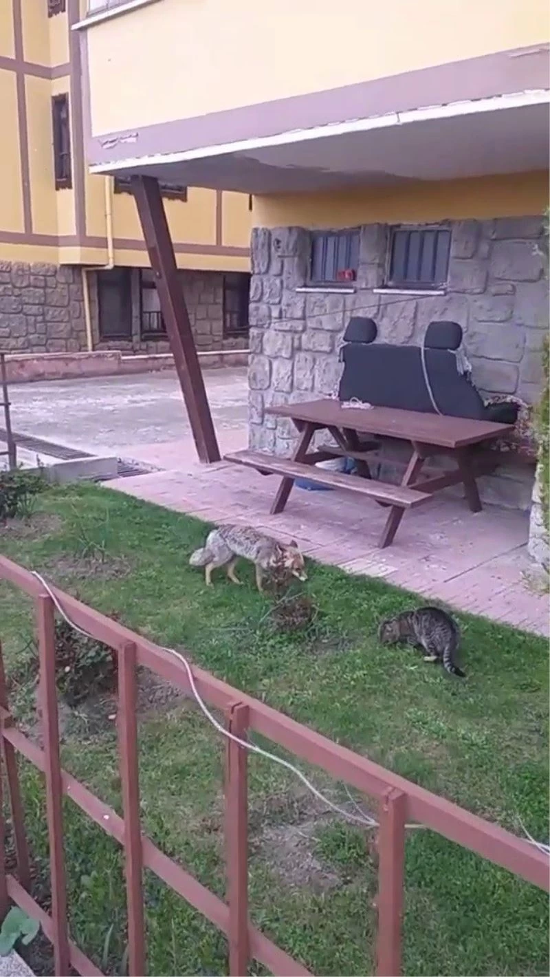 Mahalleyi mesken tutan tilki yiyeceğini kediyle paylaştı

