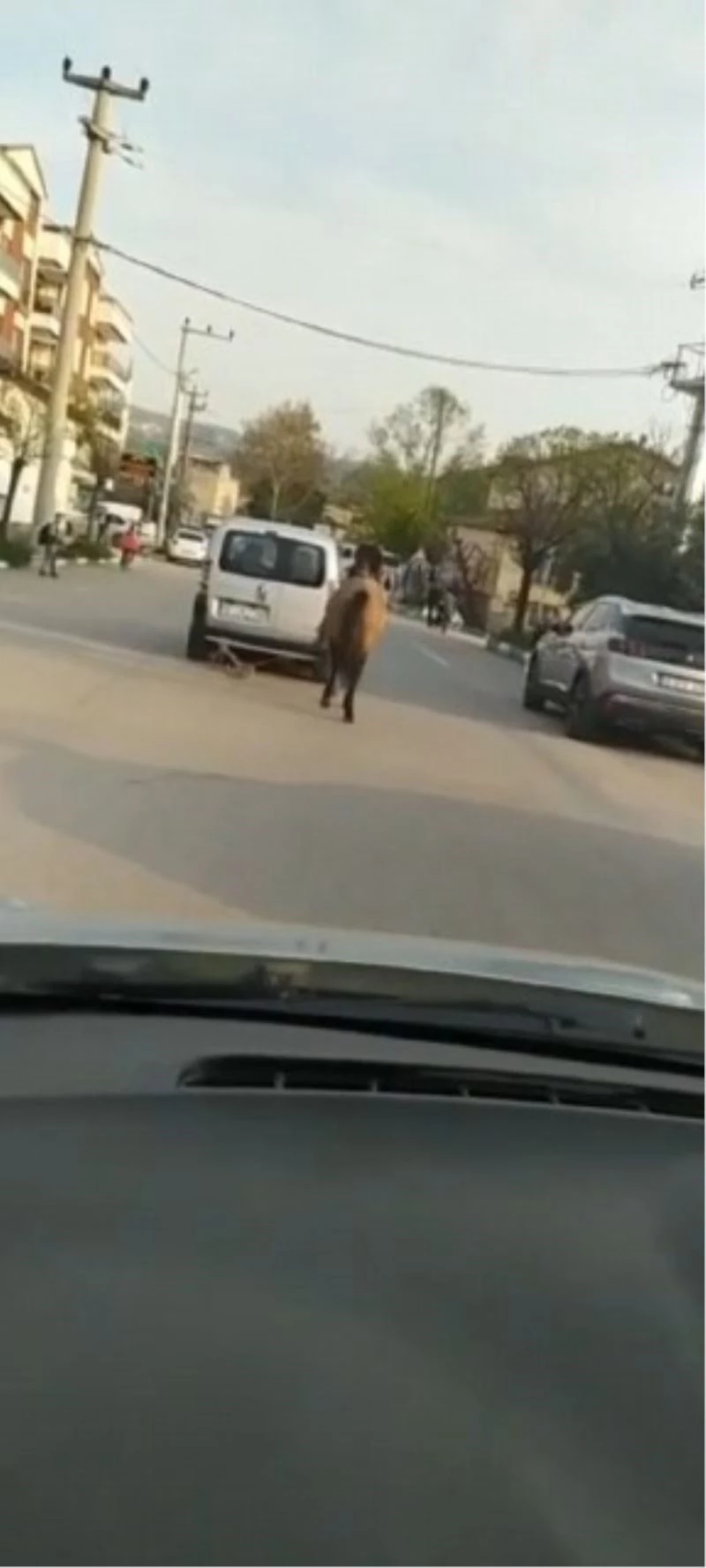 (Özel) Bursa’da atını aracına bağlayıp çekti; o anlar kameraya yansıdı
