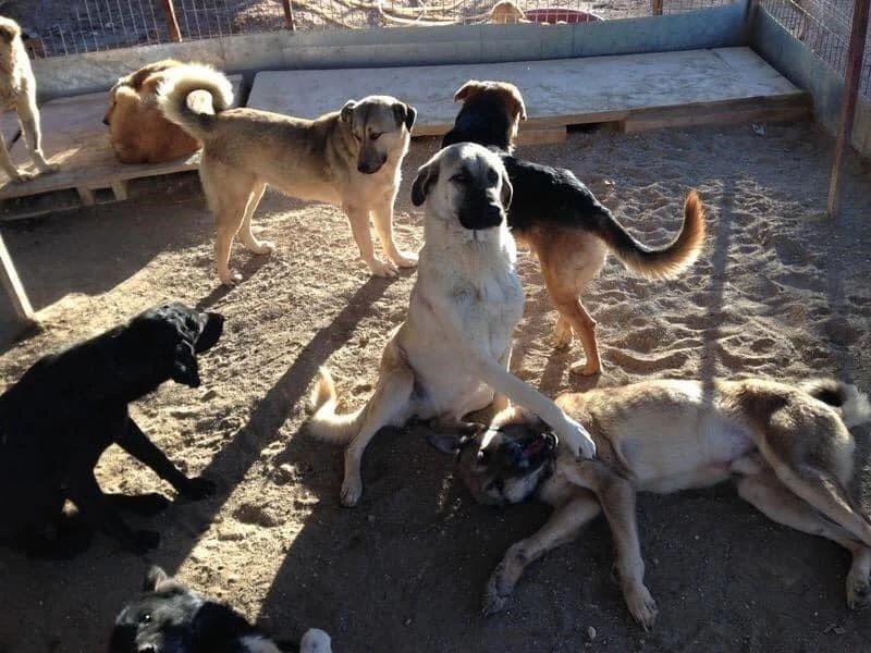Sokak hayvanları için CAHİDE Vakfı kuruldu
