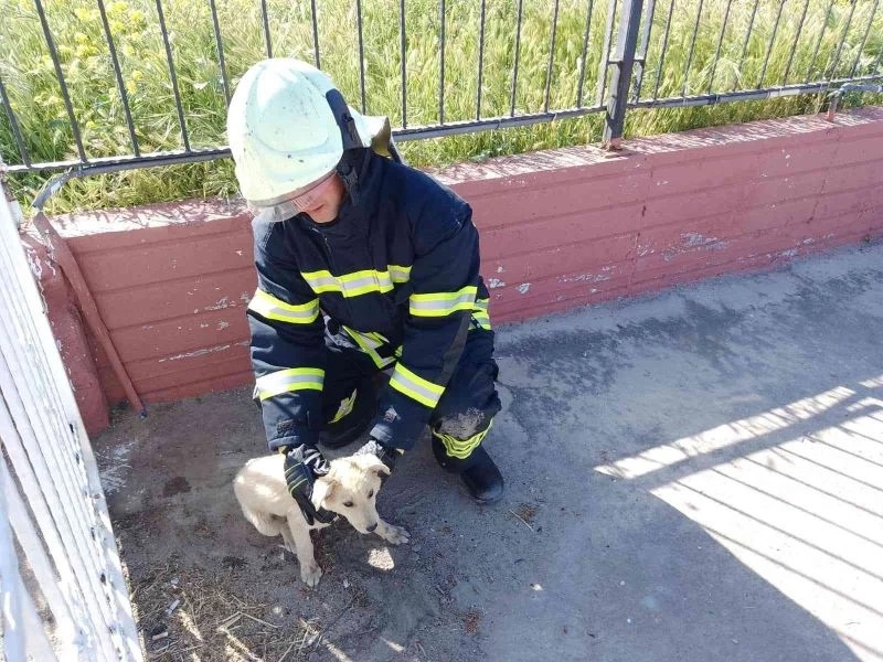 Manisa İtfaiyesi sevimli dostların yardımına koştu
