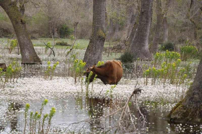 Kuş Cenneti’nde su papatyası güzelliği
