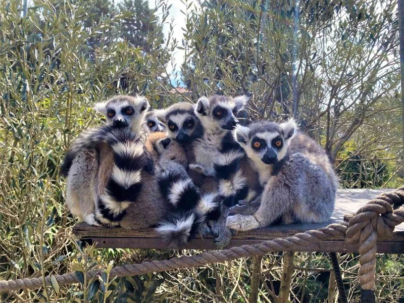 Ortalarına aldıkları yavruları korumak için durdukları şekil şaşkına çeviriyor
