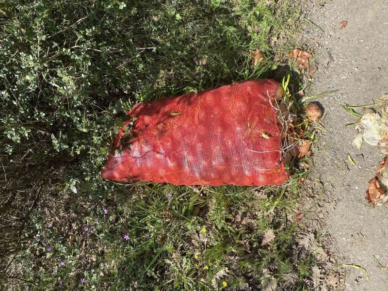 Pendik’te çuval çuval soğan, ormana atılmış halde bulundu
