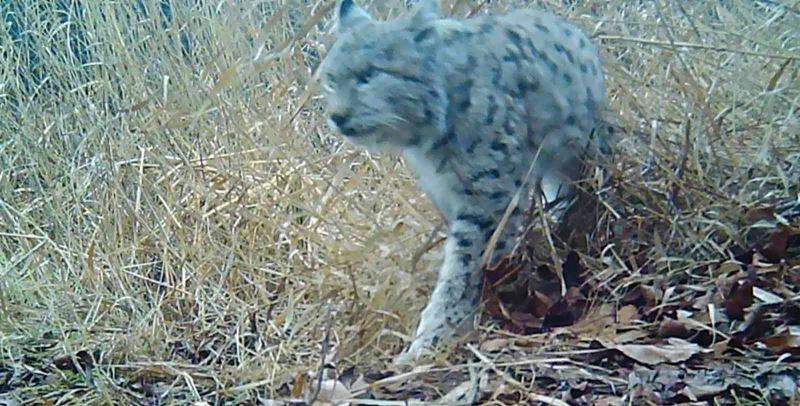Kırmızı listedeki vaşak Erzincan’da görüntülendi
