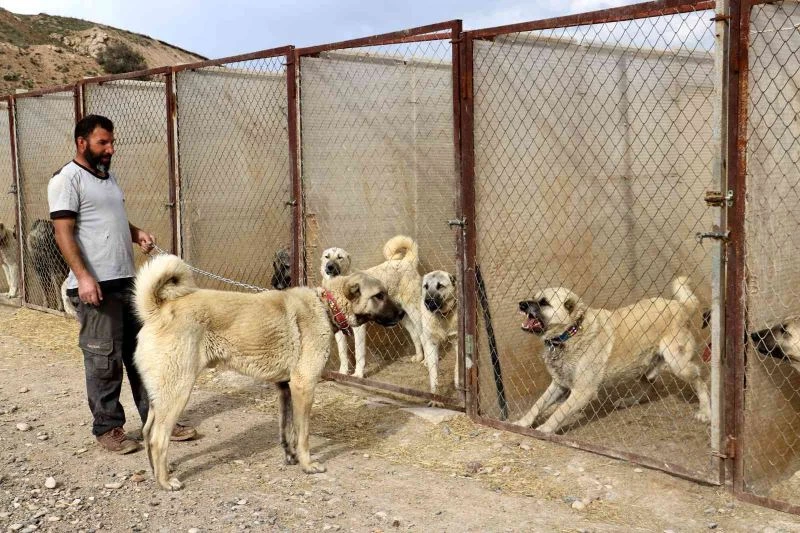 Uzman köpek yetiştiricisi uyardı, sokak köpekleri hayati risk oluşturuyor
