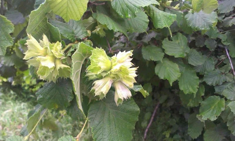 Fındıkta külleme hastalığı ile mücadele zamanı
