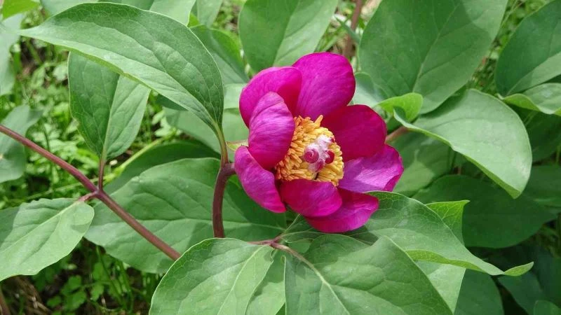 Dünyanın en pahalı çiçeği
