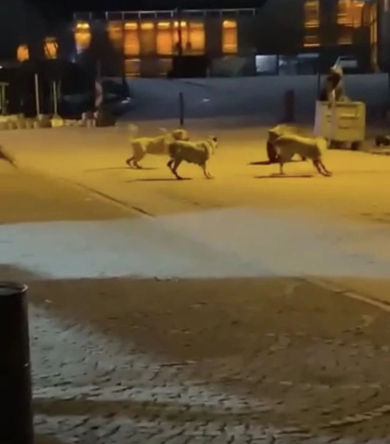 Uludağ’da yemek aramaya inen ayıların köpek sürüsü ile kavgası kameralarda
