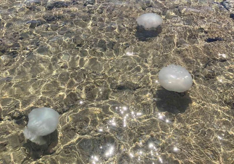 Akdeniz sahillerinden sevindiren haber: Sayıları günden güne azalıyor
